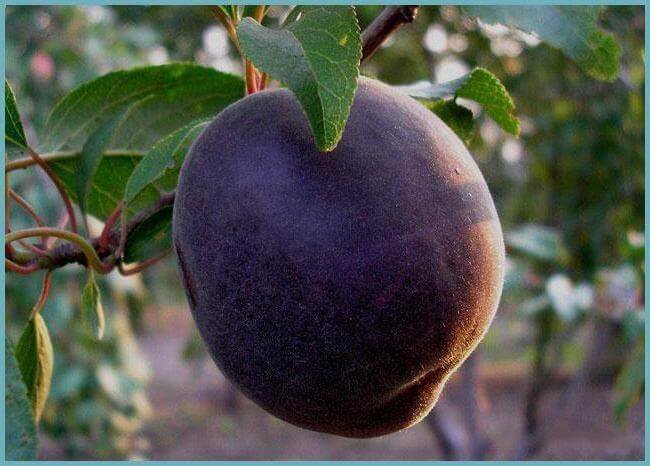 مشمش اسود حلقة كوم1