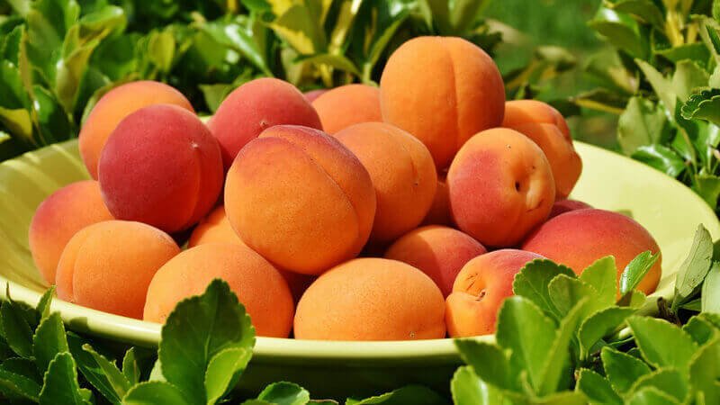 مشمش اصفر حلقة كوم 1